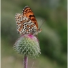 melit ornata imago6 kher